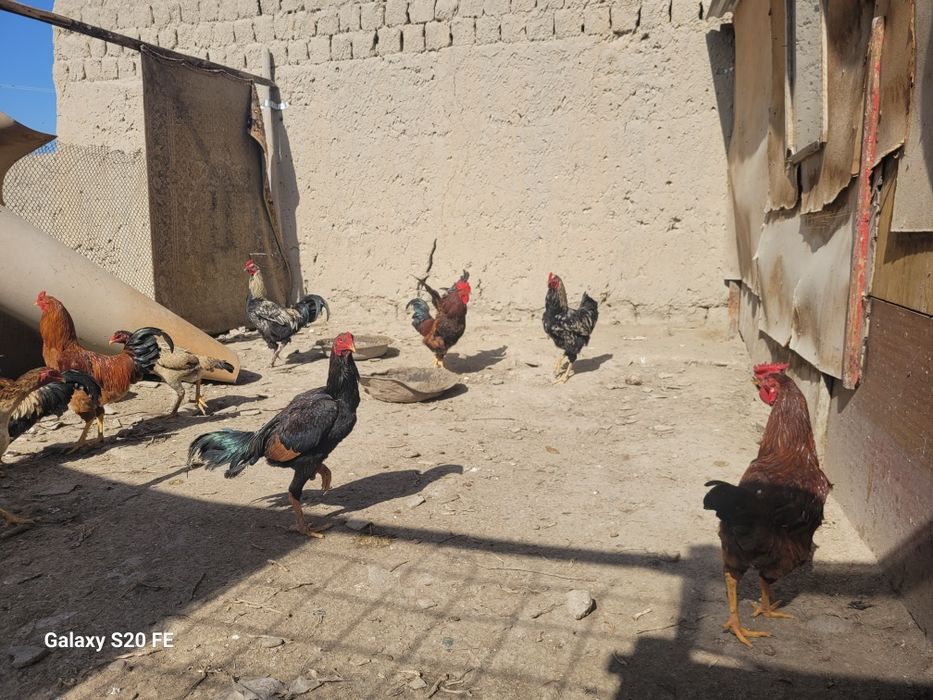 Хурозла сотилади