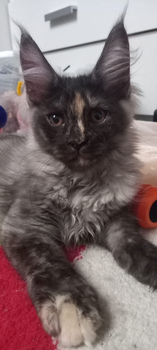 Pisica mainecoon