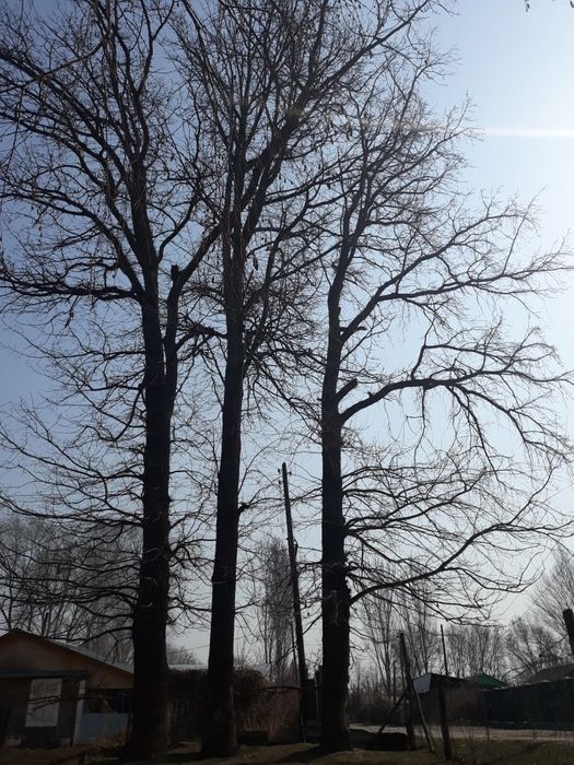 Продается 3 дубa