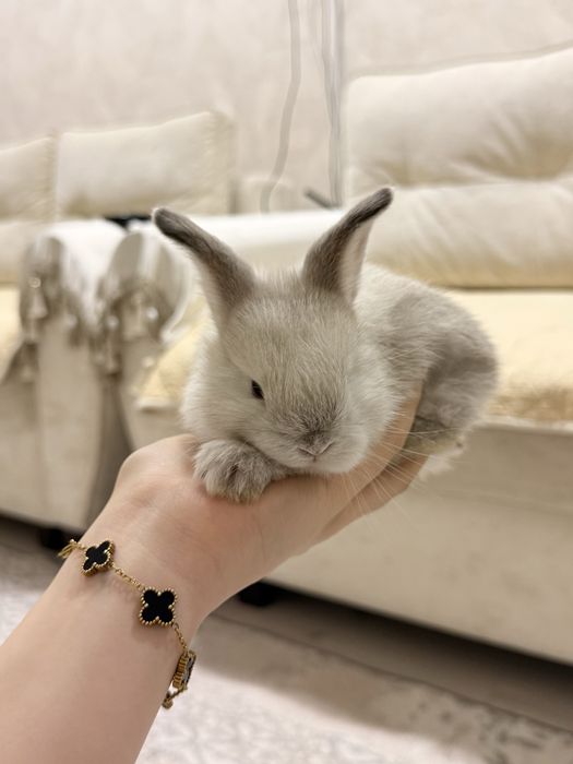 декоративный кролик вместе с клеткой