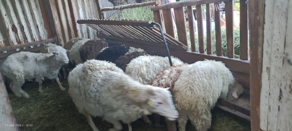 Продам баранов ме