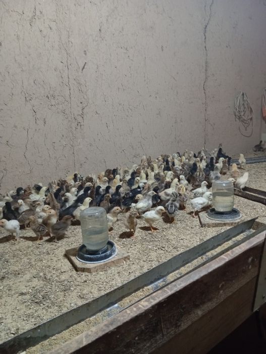 Damashni jujalar sotiladi