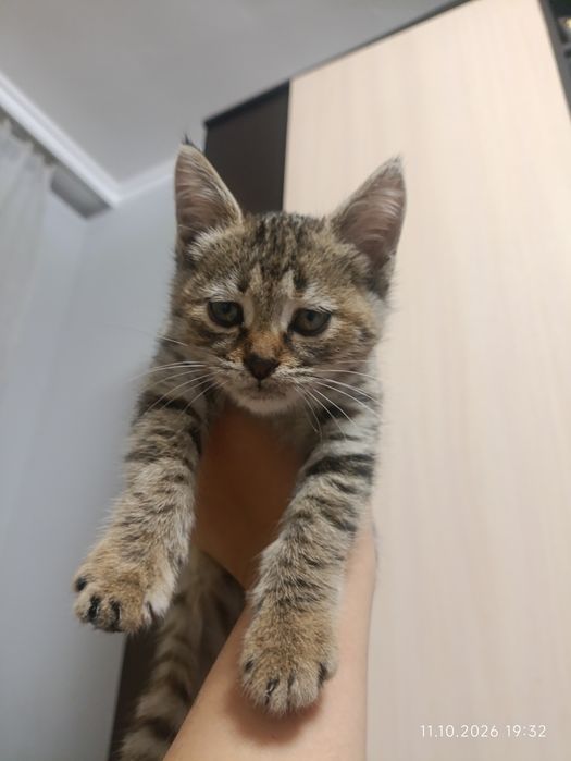 Срочно в добрые руки отдам котенка!!!