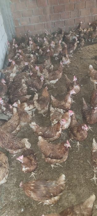 Vând găini tinere la sol - Livrare la domiciliu inclusă