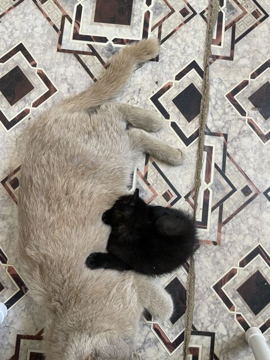Котенок пародистый  маленкий девочка