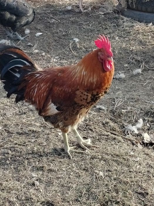 Продам молодых петушков