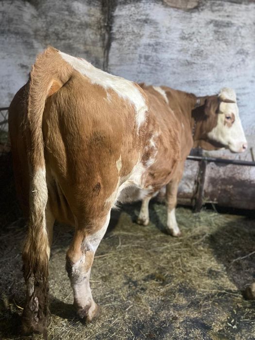 De vânzare vaca bălțată și 2 vitei !