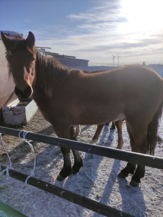 Семіз ірі тай сатам