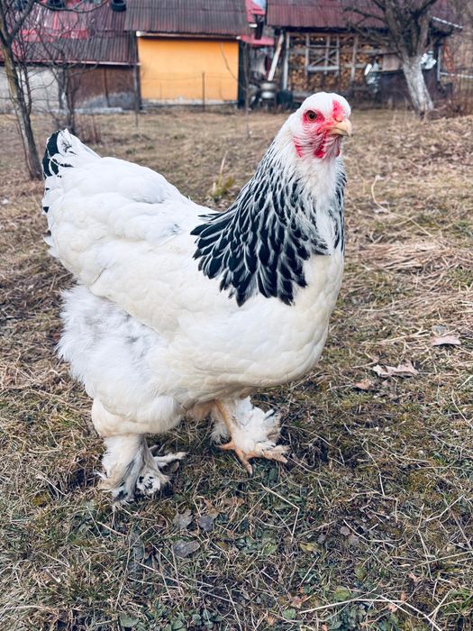 Vând ouă brahma Hd