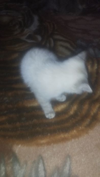 Парода кошка регдолл