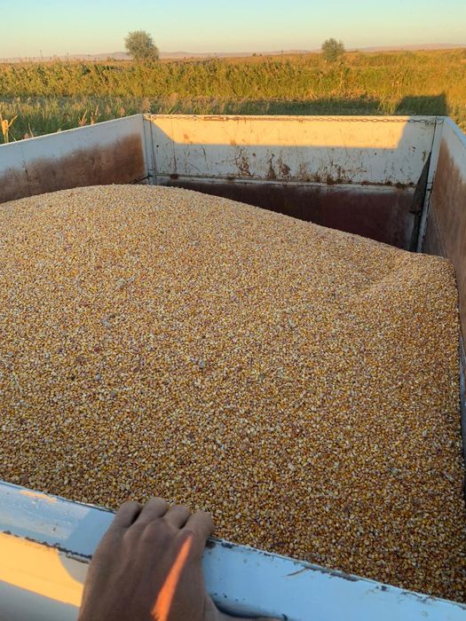 Кукуруза кормовая