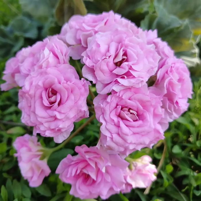 Продам укорененные пеларгонии