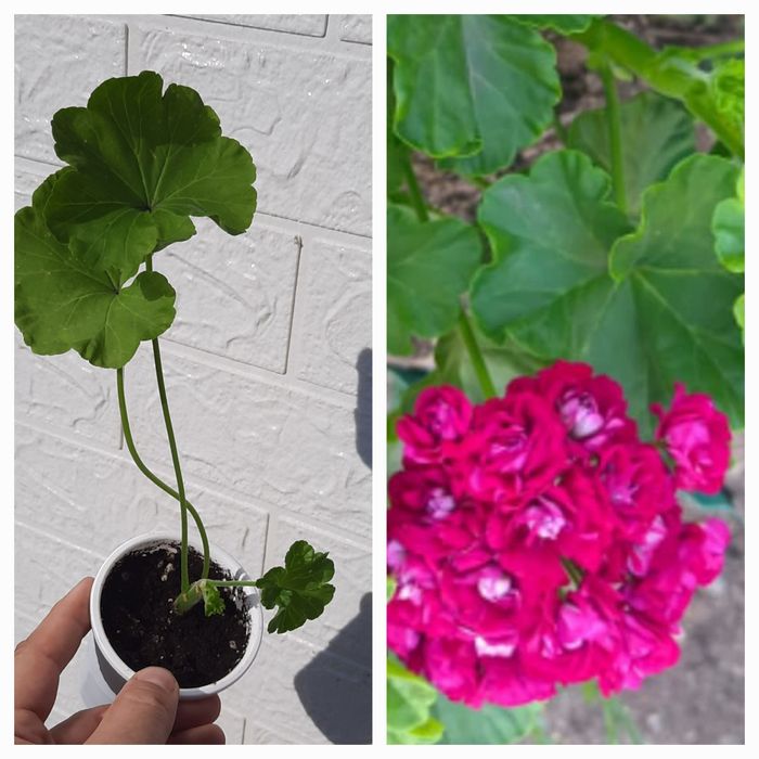 Продам пеларгонии