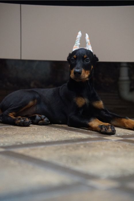 Щенки добермана на проджу