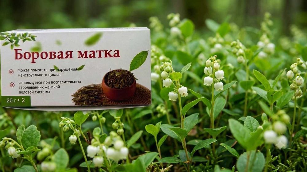 Боровая матка, Borovaya matka