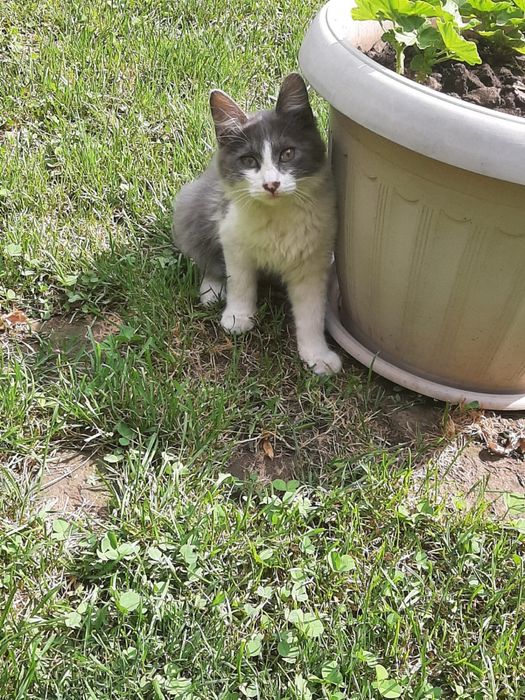 Котята, крысоловы.