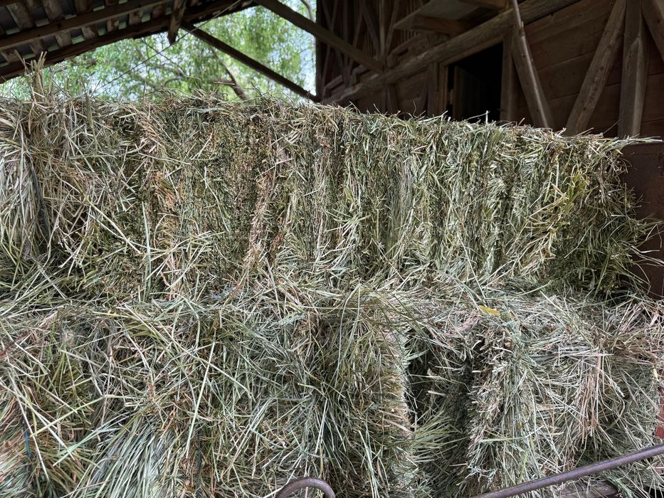 Vand baloti trifoi 2025