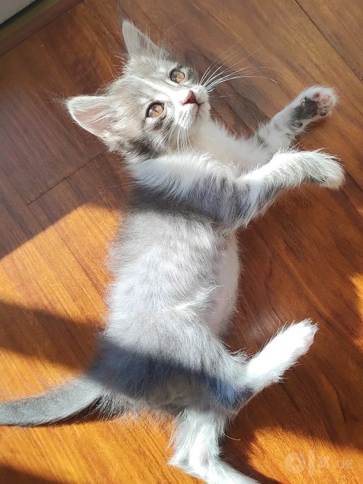 котята в самые добрые руки