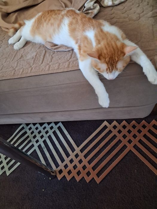 Котенок ищет новый дом!