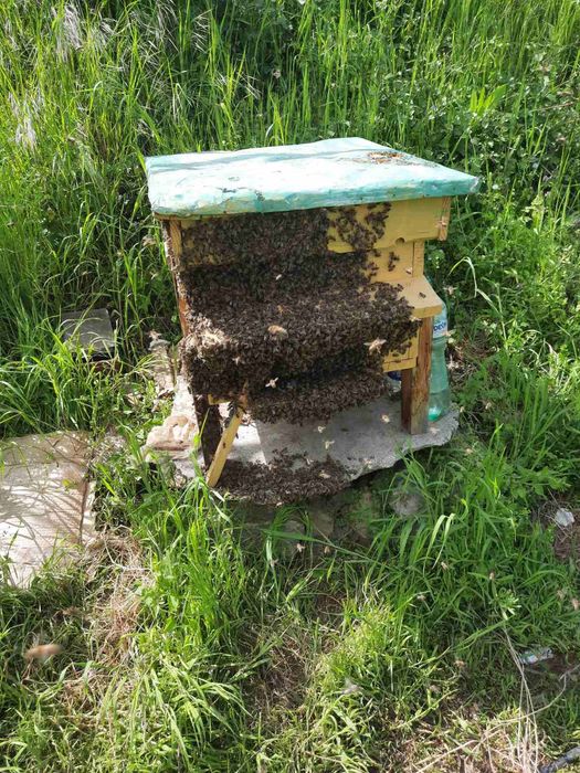 ЕвоРой - примамка за пчелни рояци