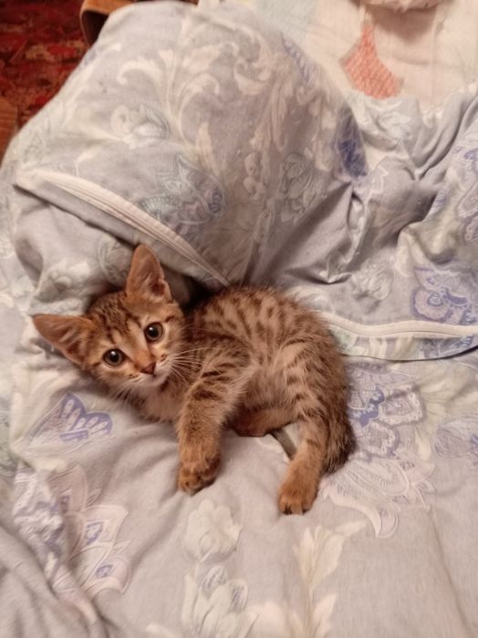 Отдам котёнка в добрые руки