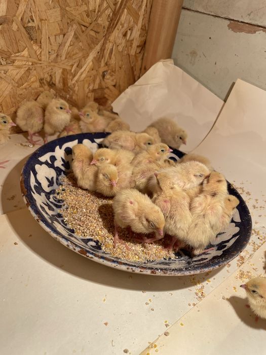 Перепелки Белый гигант Техас. Пятидневные. Звоните в любое время.