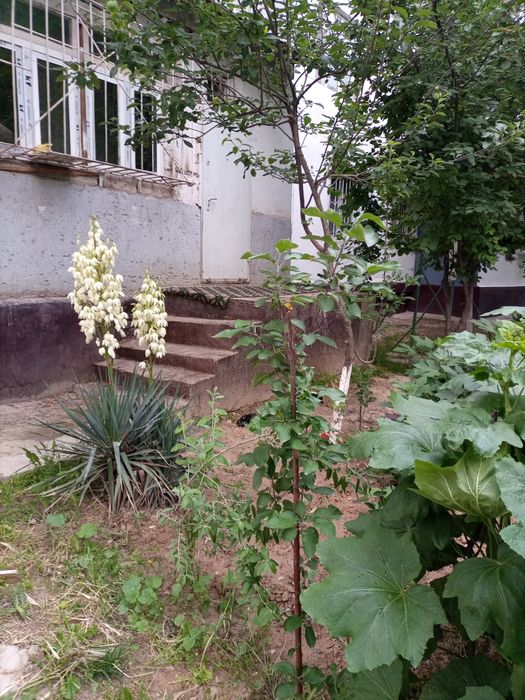 Юнусабад 13 Метро, базар 1(2)/1/4 своя