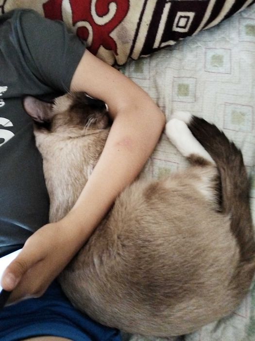 Сиамски кот хорошие руки