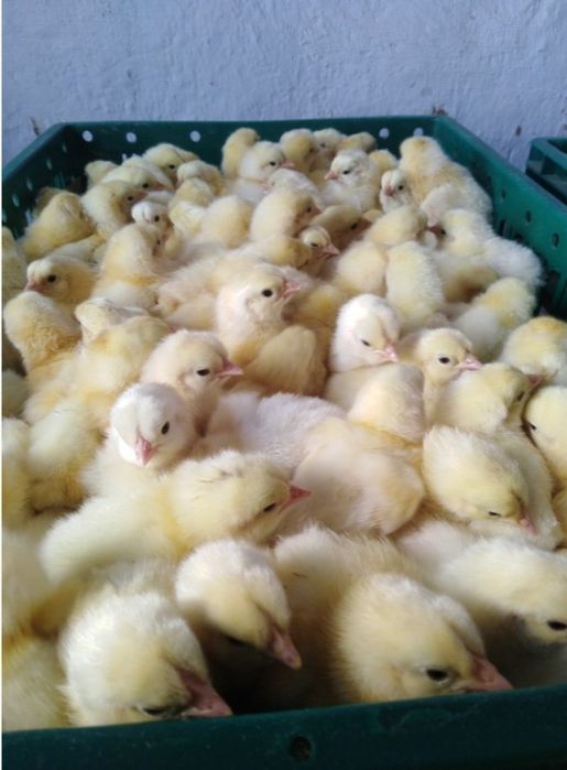 Доминант,Адлер балапандары сатылады