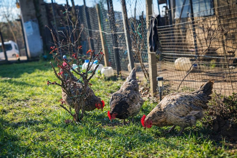 Оплодени Яйца от Шведски Исбар 0.80€