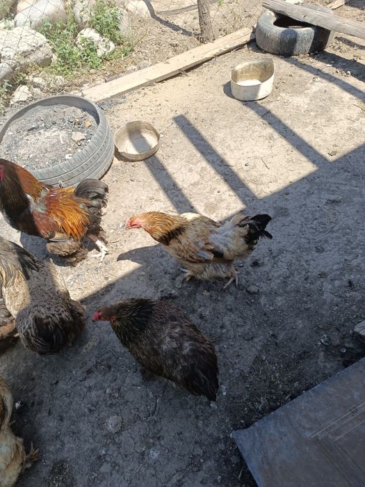Продам домашних курей