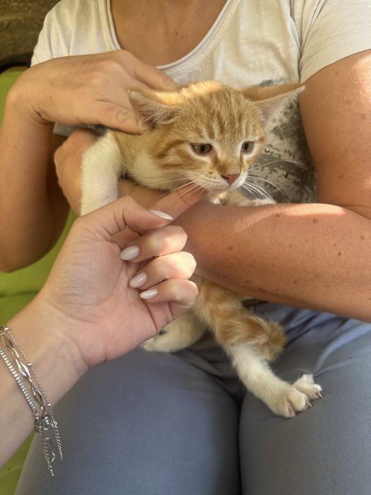 Donez 2 pui de pisica, mascul si femela