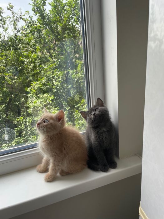 Отдам котят в ответственные руки