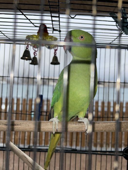 Ожареловый попугай с клеткой