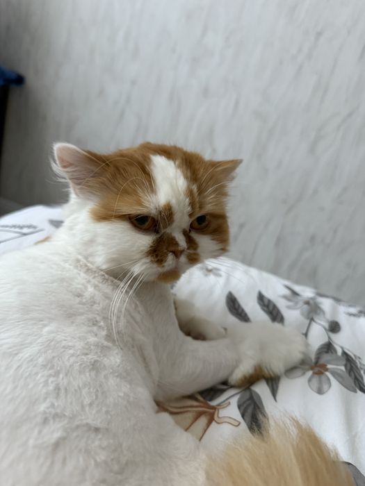 Отдам в хорошие руки кошку