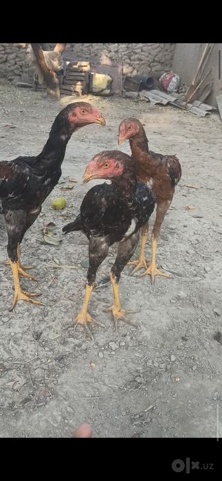 Belgiykiy shamo kundatoj jujalar