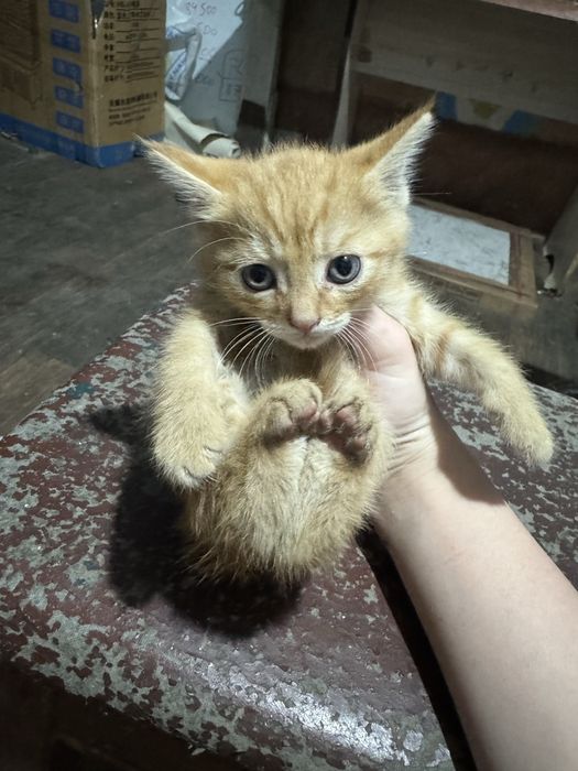 Отдам бесплатно в добрые руки.