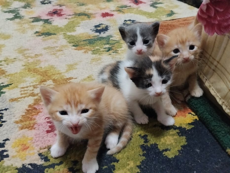 Котята-крысыловы