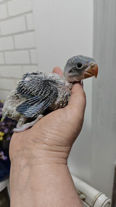 Продаётся птенец Александрийского прауная.