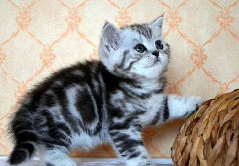 Котята шотландцы