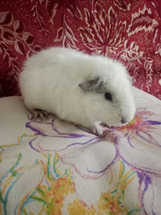 Продаются морские свинки