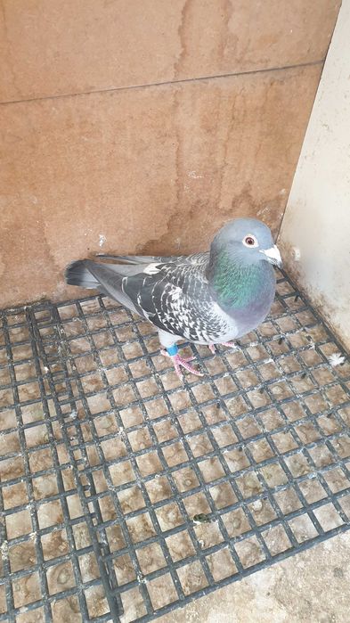 Ocazie! Vand mascul voiajor sport, an 2023, ochii albi, zburat !