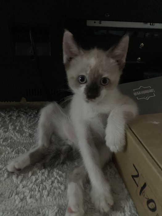 котенка, 2 мес девачка