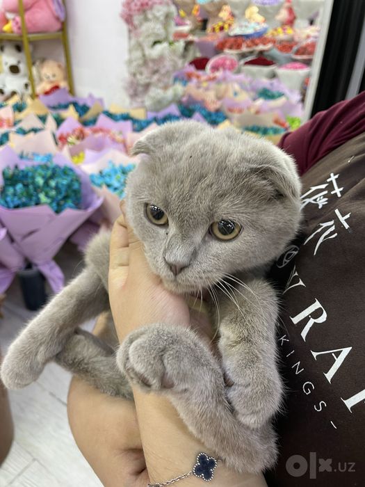 Продам скотт фолд