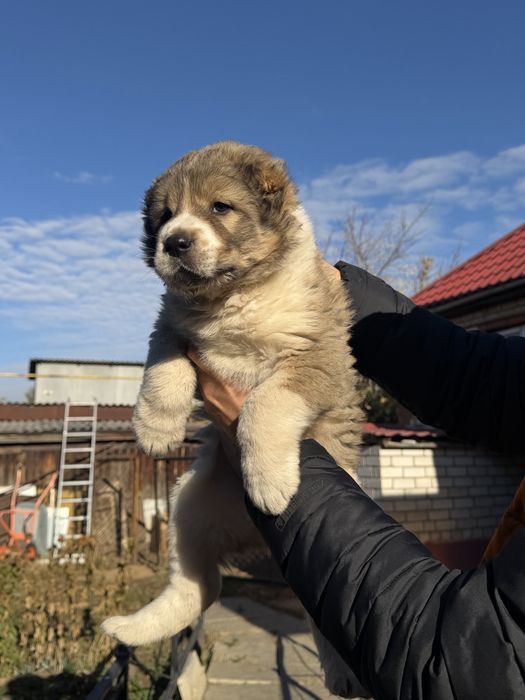 Щенок алабая, девочка