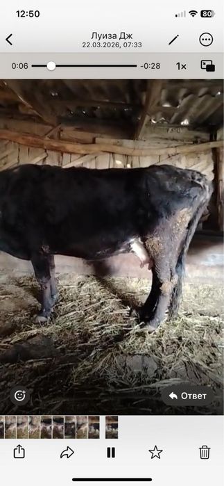 Продам Корову с теленком 5 отел Алатауской породы