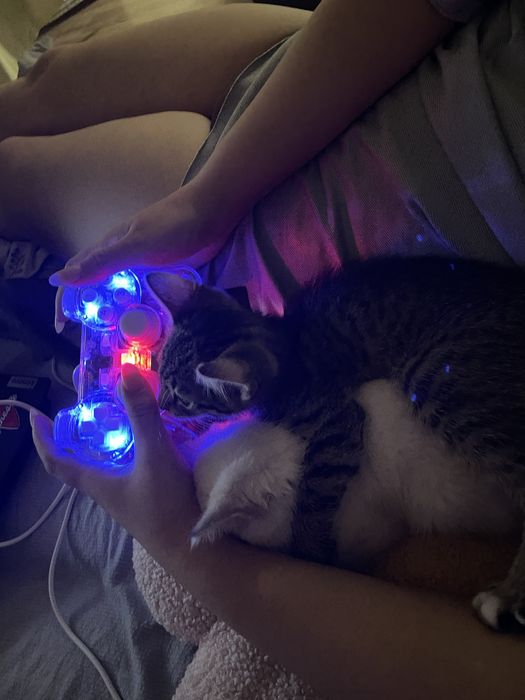 Двое котят в добрые руки