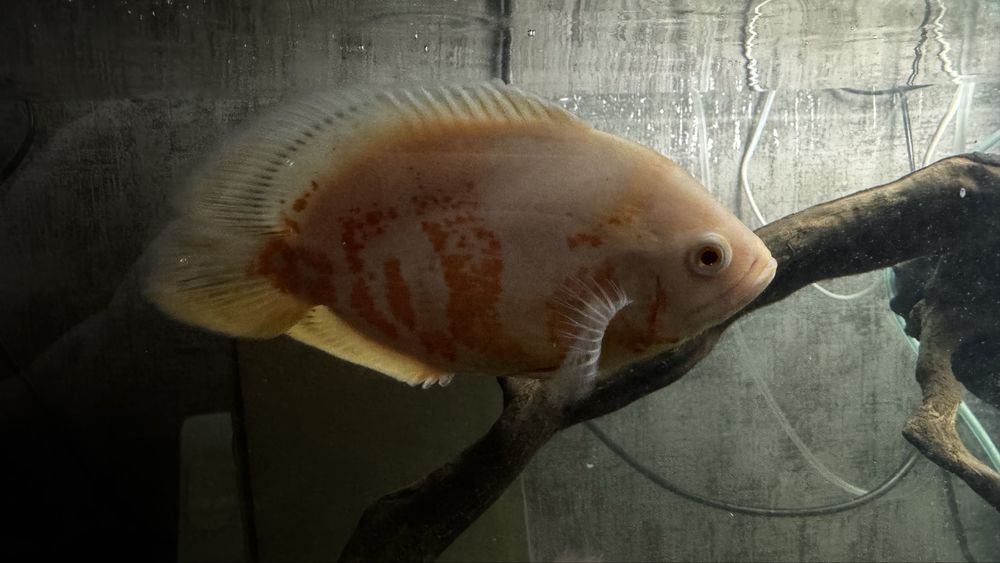 Астронотус оскар