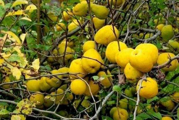 Японска дюля - Цидония