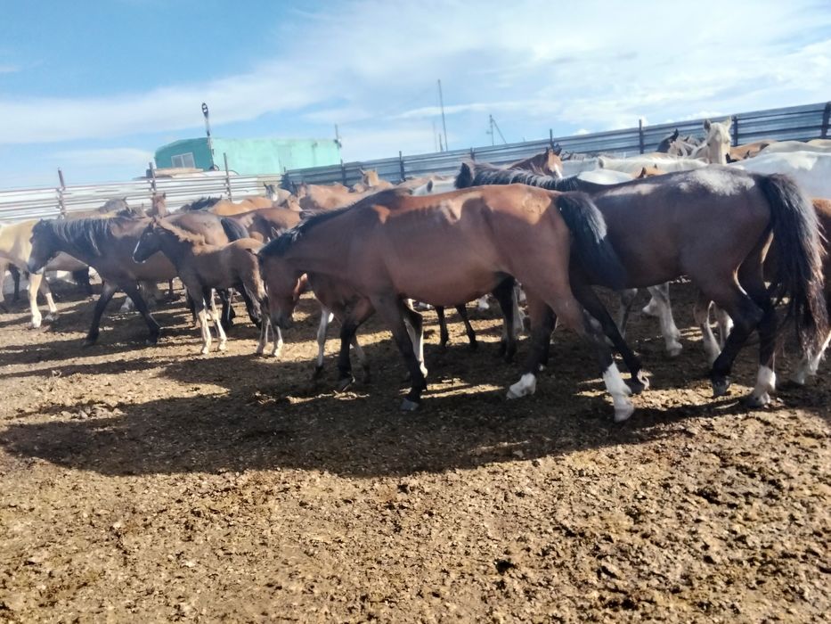 Продам кабыл с жеребятами